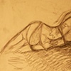 Studies/Sketches #7