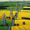 Yello Fields and Pylons, near Wooler