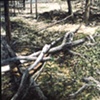 DEAD TREES WITH SAGE