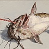 CATFISH