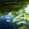 LILIES WITH REFLECTION