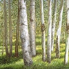 BIRCH GROVE