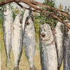 HANGING SARDINES