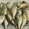 BLUEGILL PILE