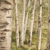 BIRCHES WITH REFLECTION