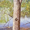 TREE WITH KNOTHOLE