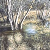 FLORIDA SWAMP