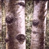 THREE TREES