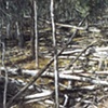 FOREST FLOOR