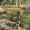 WEKIVA RIVER