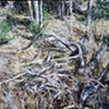 UNDERBRUSH