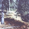 OVERHANGING PINE