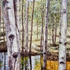 MORE BIRCHES