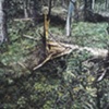 LIGHTNING STRUCK TREE