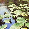LILIES ON WATER