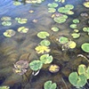 LILY PADS & MUD