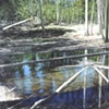 RAIN POND, SECOND TREE