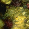 ANEMONE