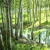 BIRCHES AND RAINPOND