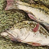 TWO BASS