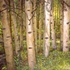 BIRCHES