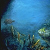 RED BLOW FISH
