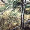 BIRCH TREES