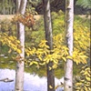 THREE TREES