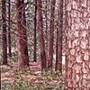 BROWN TREES