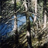 TREES & STREAM