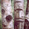 THREE ASPENS