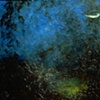 KELP FOREST WITH FISH