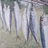SARDINES