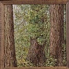 REDWOODS