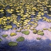 LILY PADS #2