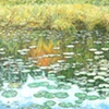 SHORELINE WITH LILIES