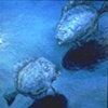 STARING FLOUNDERS