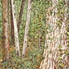 TREES