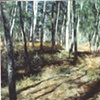FIELD WITH BIRCH TREES