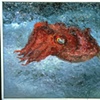CUTTLEFISH