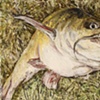 CATFISH