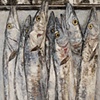 BARRACUDAS