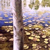TREES WITH LILY PADS