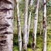 BIRCH STAND