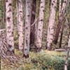 BIRCH TREES