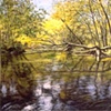 OVERHANGING TREE