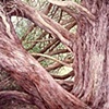 SEA RANCH NO. 2