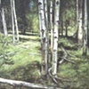 BIRCH TREES