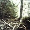 TREE ROOTS IN FOG