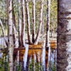 REFECTION WITH BIRCH TREE